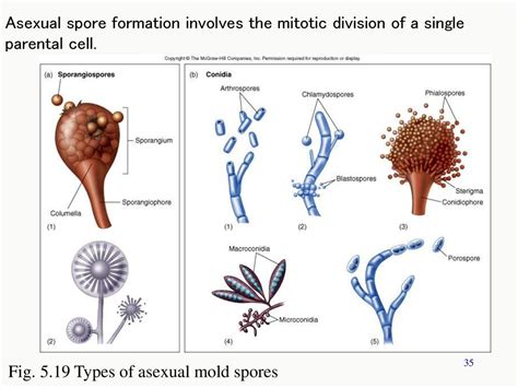 Chapter 5 Topics Eucaryotes External structures Internal structures ...