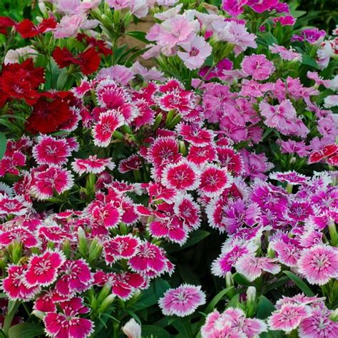 Dianthus Floral Lace Series Flower Seeds - Multi Color Mix - 100 Seeds ...