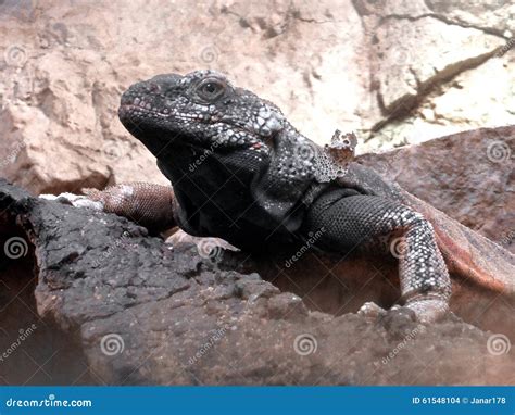 Chuckwalla stock photo. Image of lizard, animal, nature - 61548104