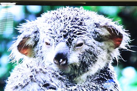 Wet koala doesnt aprove | Cute creatures, Cute animals, Animals