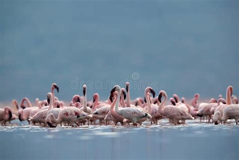 Lesser Flamingos at Lake Bogoria a Ground Level Shot, Kenya Stock Photo ...