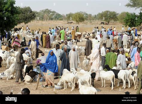 NIGER Zinder, villager sell cattle on the weekly market day in a ...