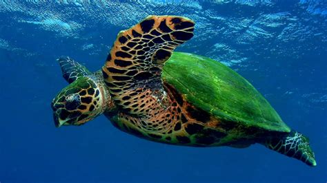 Sea Turtles Endangered Facts - Danger Choices