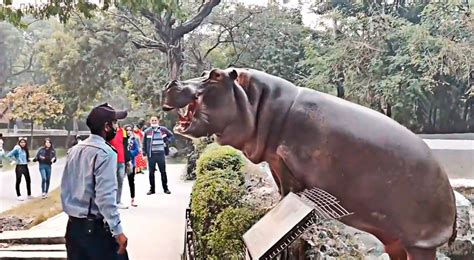 Hipopótamo intentó escapar del zoológico y vigilante lo regresa de ...