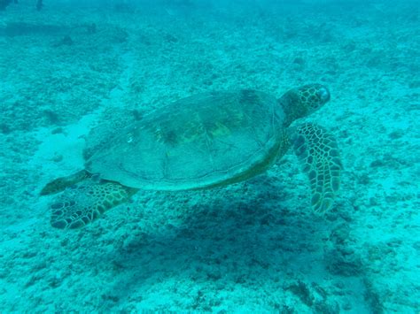 Sea Turtle 01 Free Stock Photo - Public Domain Pictures