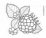 Raspberry With Flowers fruits And Berries coloring Pages For Kids  sketch template