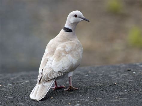 Paloma de Collar Africana - eBird