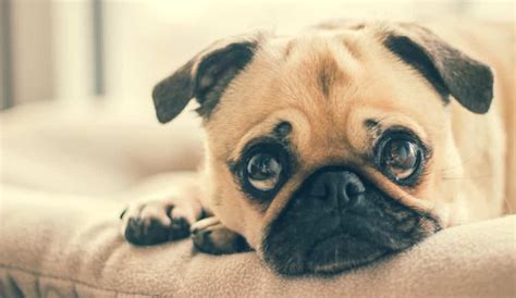 5 Signs Your Dog Has an Upset Stomach - and How to Cure It