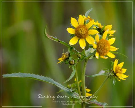 Prairie Wildflowers: Nodding Beggarticks - odd name, pretty wetlands wildflower