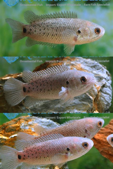 Anabas testudineus - Climbing Perch for Your Aquarium