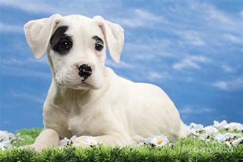 Dogo Argentino Puppy Photograph by Jean-Michel Labat