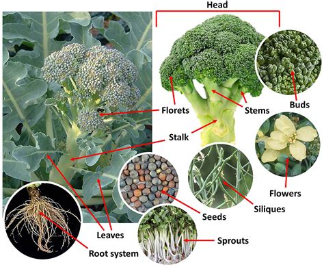 Frontiers | Pre- and Post-harvest Factors Affecting Glucosinolate Content in Broccoli