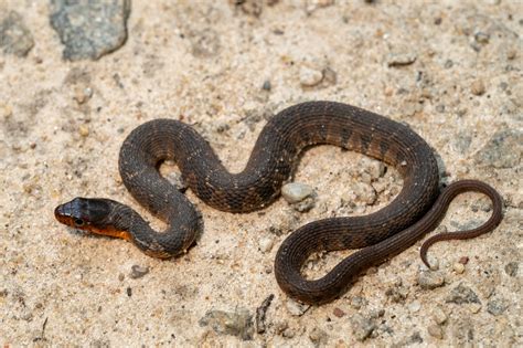 Plain-bellied Watersnake | South Carolina Partners in Amphibian and Reptile Conservation