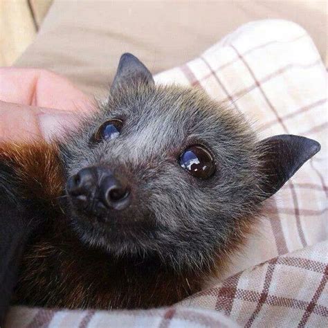 A baby fruit bat | Fur Babies | Pinterest