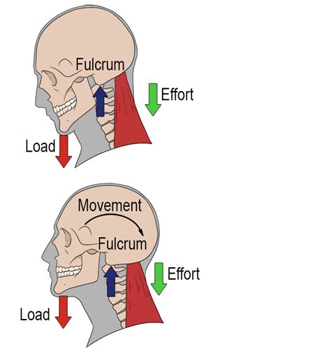 Three Types of Lever Systems: First Class Lever - Mammoth Memory ...