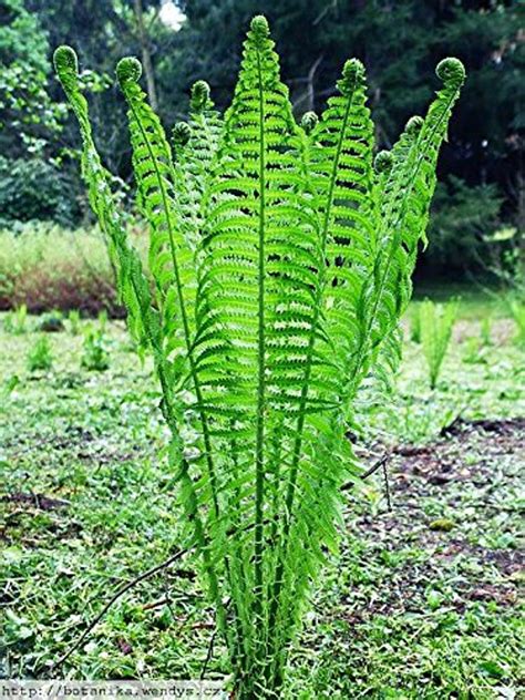 Buy Ostrich Fern Online | Fast Growing Fern Plants