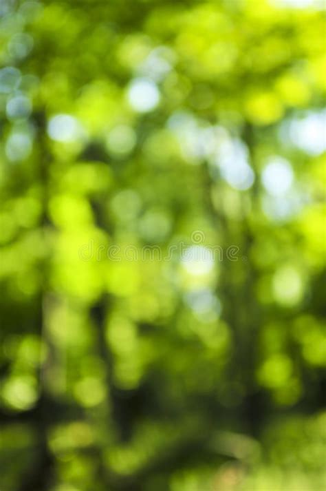 Green background. Green natural background of out of focus forest or ...