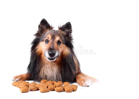 Cheeky dog stock image. Image of cheeky, cute, diet, food - 11644067