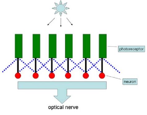 Lateral inhibition network (only the inhibition from the direct... | Download Scientific Diagram