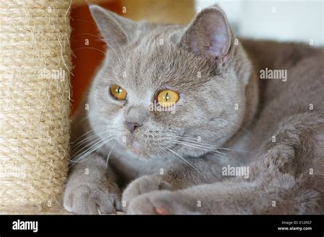 Lilac british shorthair kitten cat Stock Photo - Alamy