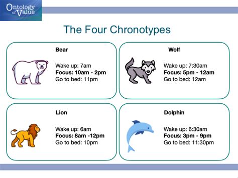 Work According To Your Chronotype