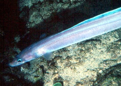 Conger Eel – "OCEAN TREASURES" Memorial Library