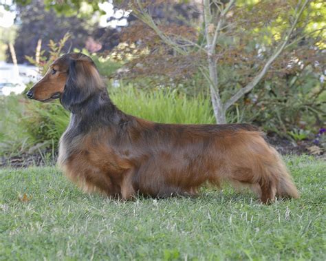 Dachshund - Comprehending Breed Standard - Showsight