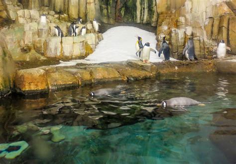 Tips for Visiting the Montreal Biodome - Nina Near and Far