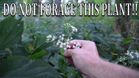 Boneset Plant Identification / Picturethis is a fantastically comprehensive plant want to turn ...