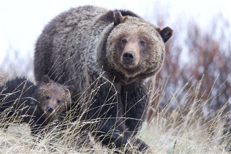 AWR lawsuit halts clearcutting project in critical Cabinet-Yaak grizzly ...