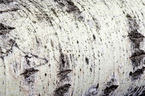 Aspen Tree Bark Photograph by Christina Rollo - Fine Art America