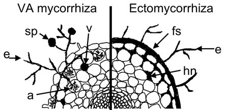 Schematic overview of the two major mycorrhizal types, i.e.,... | Download Scientific Diagram