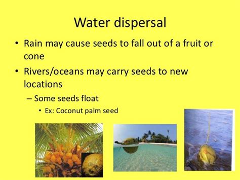 Seed dispersal