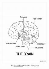 Free Introduction To Brain Structure Coloring Page  sketch template