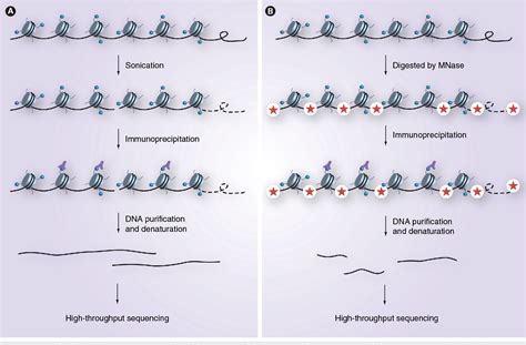 Figure 1 from Epigenome sequencing comes of age in development ...