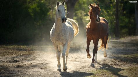 Running Horses Wallpaper - WallpaperSafari