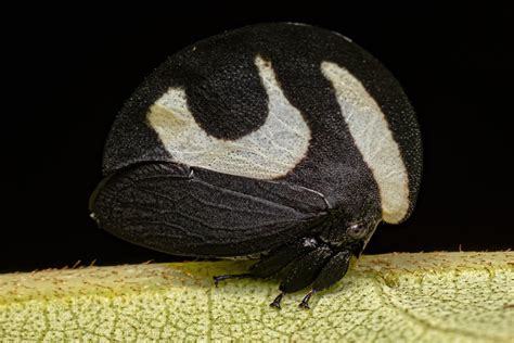 The Fascinating World of the Brazilian Treehopper - LikeFigures