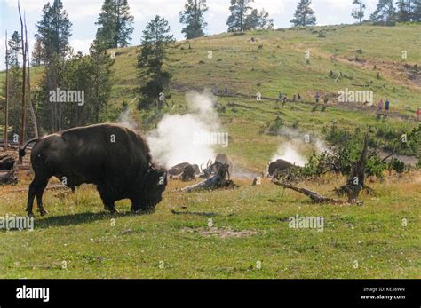 American Bison in Yellowstone Stock Photo - Alamy