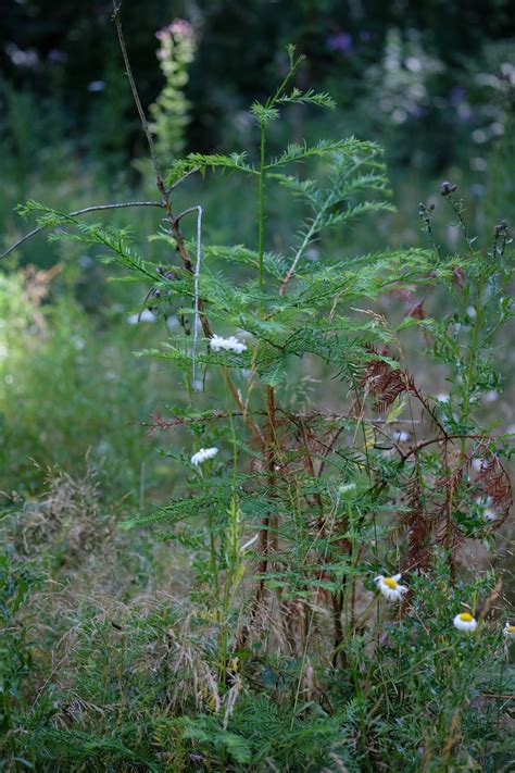 botany - Oregon - Tree Identification - Biology Stack Exchange