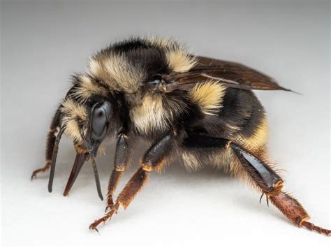 Bee Spotlight: Black-notched Bumblebee — Bee & Bloom