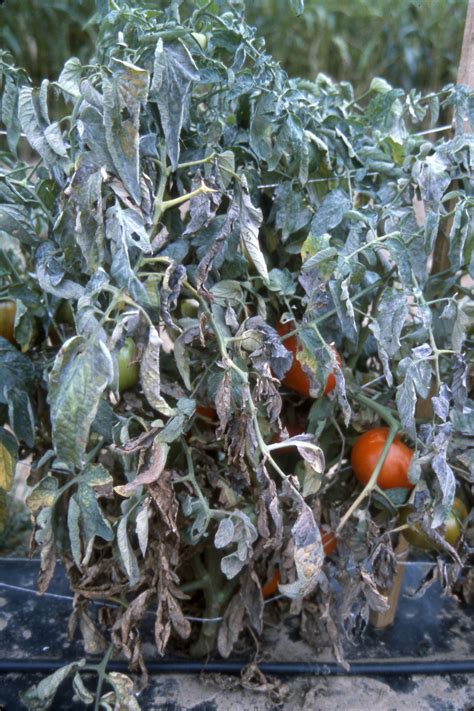 Powdery mildew on tomatoes