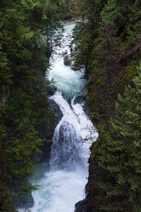 HD wallpaper: canada, lynn canyon, north vancouver, hiking, trees, forest | Wallpaper Flare