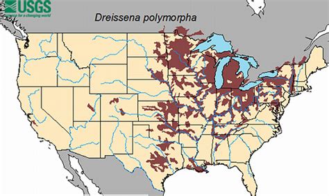 MINNESOTA: Zebra Mussels Invade Woman Lake, Famous for Its Fish ...