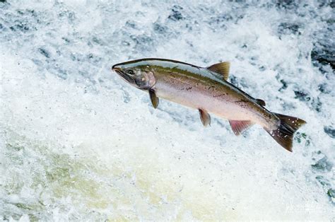 Siuslaw River Coho Salmon Spawning in Lake Creek - Oregon Photography