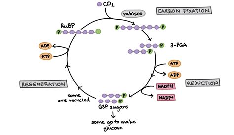 Khan Academy | Photosynthesis, Photosynthesis lessons, Photosynthesis ...