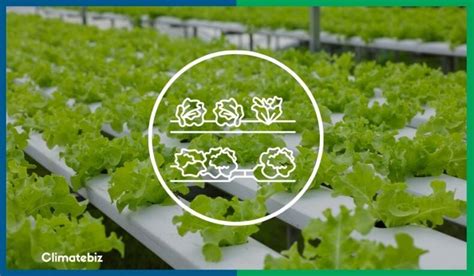 A Guide To Growing Hydroponic Lettuce At Home - Climatebiz