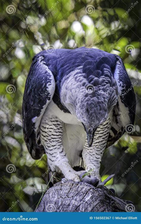 Harpy Eagle Raptor feeding stock image. Image of american - 156502367