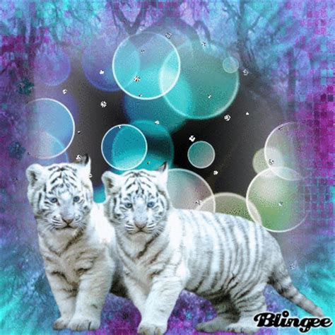 Baby snow tigers. Picture #112456713 | Blingee.com