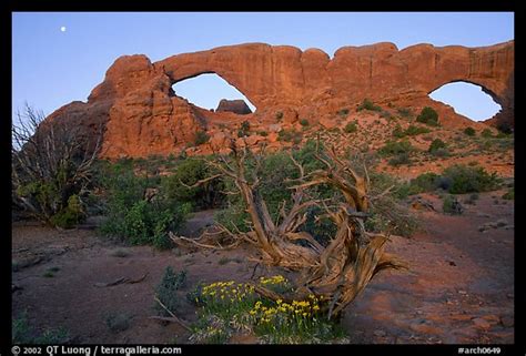 Picture/Photo: Wildflowers, South window and North window, sunrise ...