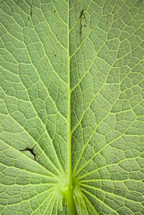 Beautiful Lotus Leaf Backgrounds. Stock Image - Image of plant, surface: 95238547